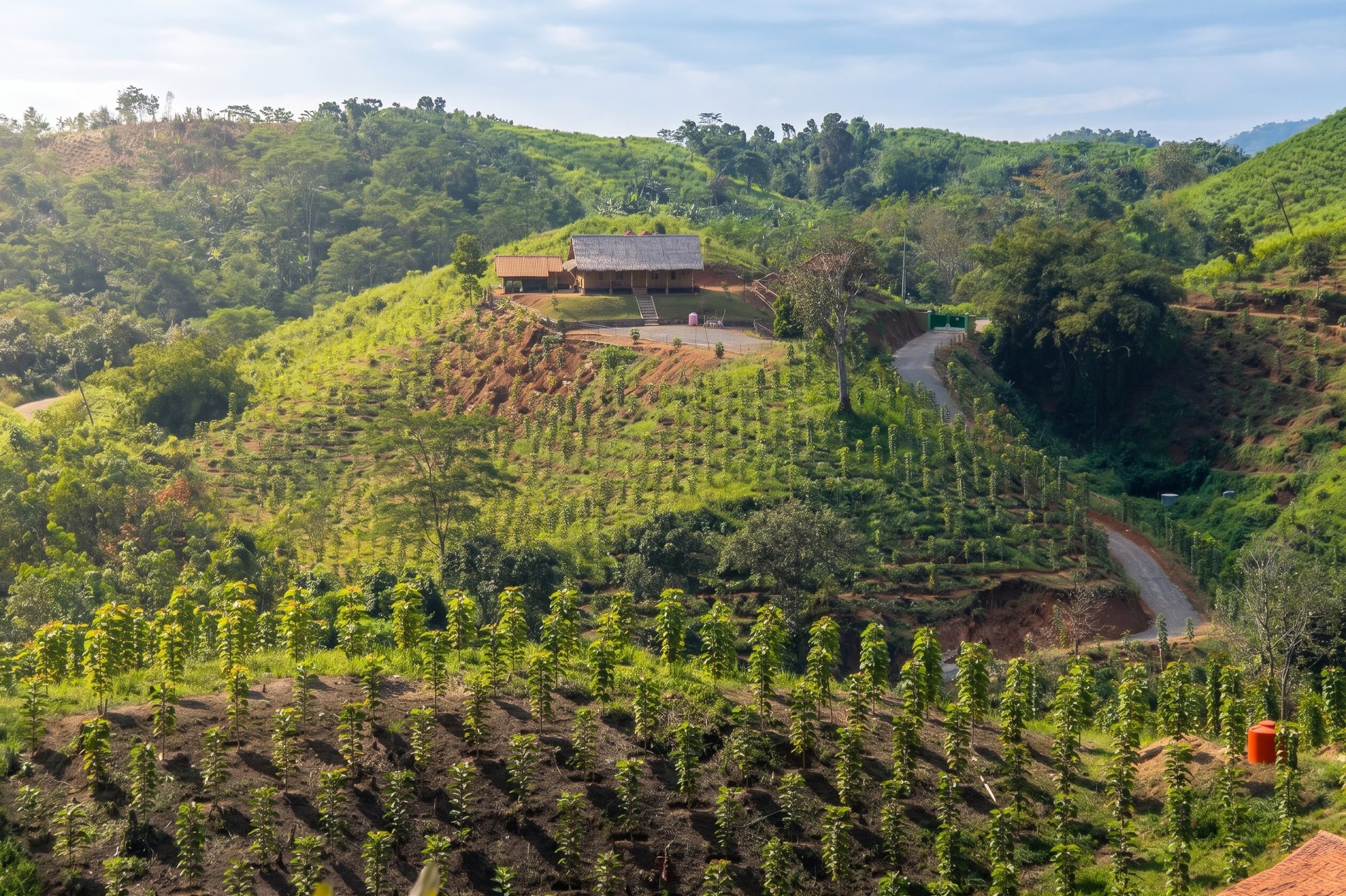 A wide view across the estate showing rows of young teak climbing the hillside, with worker housing visible on the ridge.