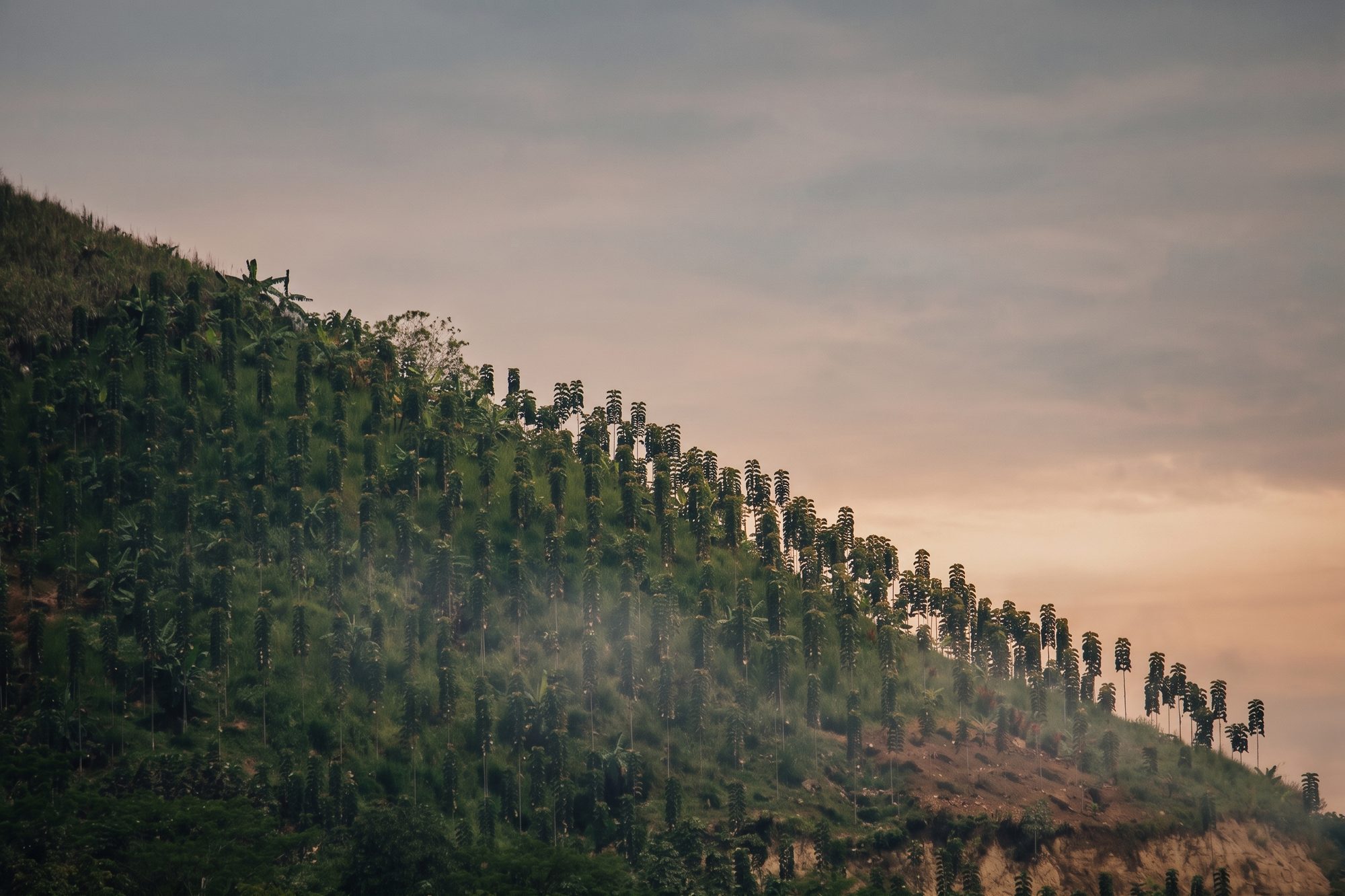 Mature teak in silhouette along the hillside ridge at dusk.